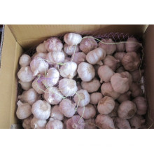 Normal White Garlic (6.0cm) for Exporting